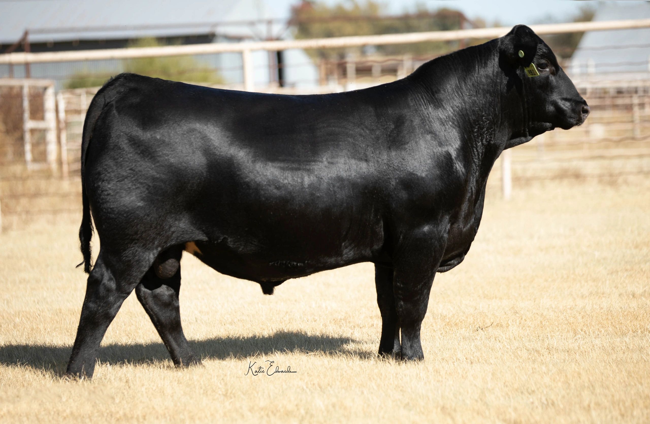 SEFBlack Angus Soaring Eagle Farms